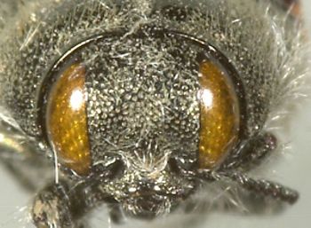 Media type: image;   Entomology 24403 Aspect: head frontal view